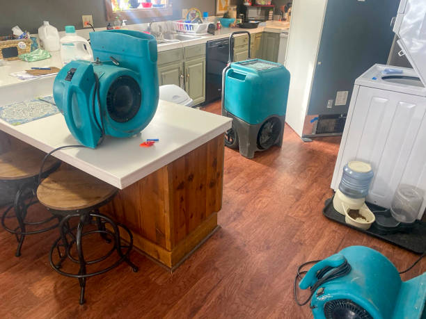 Best Mold removal after water damage  in Senatobia, MS