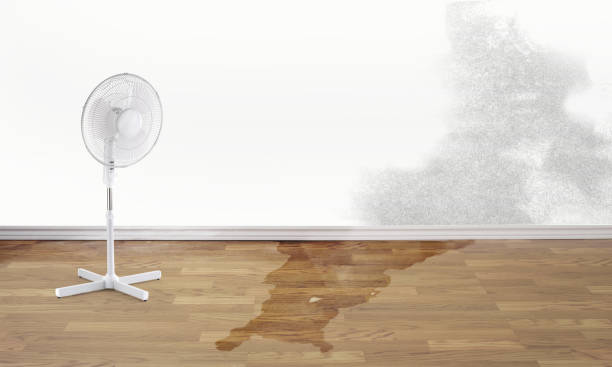 Best Local water damage restoration  in Senatobia, MS